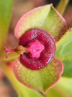 Wallpaper: Euphorbia mafingensis