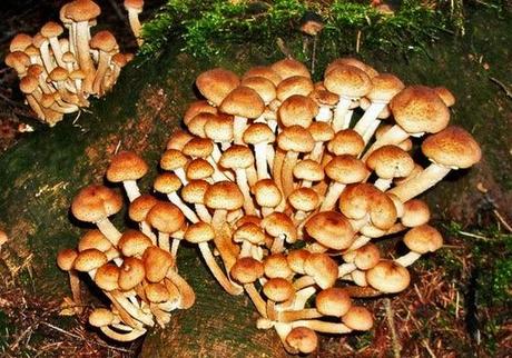 I funghi commestibili (più noti) del Gargano