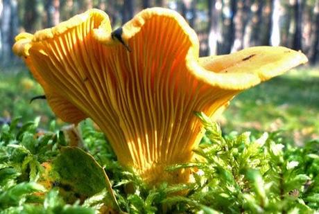 I funghi commestibili (più noti) del Gargano