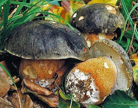 I funghi commestibili (più noti) del Gargano