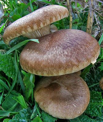 I funghi commestibili (più noti) del Gargano