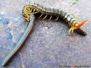 La Scolopendra cingulata