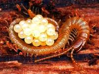 La Scolopendra cingulata