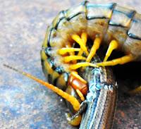 La Scolopendra cingulata