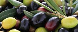 Garganistan Gargano Ulivo olive