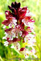 Garganistan Gargano Orchidee Neotinea ostulata