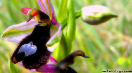 Garganistan Gargano Orchidee Ophrys bertoloni