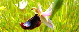 Garganistan Gargano Orchidee Ophrys bertolonii