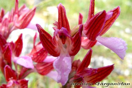 Garganistan Gargano Orchidee Anacamptis papilionacea