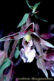 Garganistan Gargano Orchidee Epipactis palustris