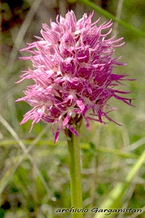 Garganistan Gargano Orchidee Orchis italica poiret