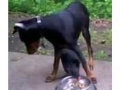 Gallina ruba cibo cane: dobermann figura pollo (Video)