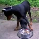 Gallina ruba cibo a un cane: dobermann fa la figura del pollo (Video)