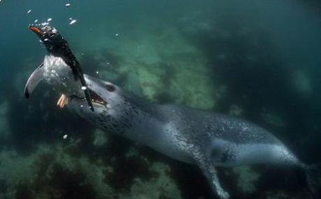 foca-leopardo-azzanna-pinguino-caccia-foto-pic-03