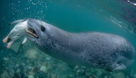 Foca leopardo caccia un pinguino