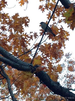 Parole d'autunno: le foglie non sono morte