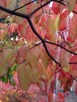 Parole d'autunno: le foglie non sono morte