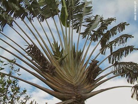 Una tazza di Chai indiano, ricordando alberi e  fiori dei miei viaggi