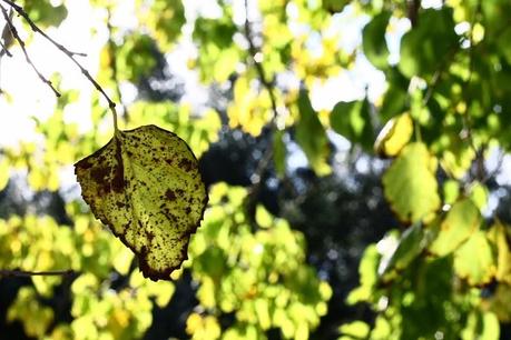 rendez-vous d'automne