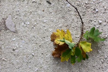 rendez-vous d'automne