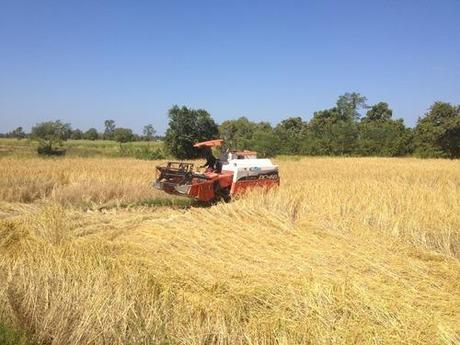 La mietitura del riso in Isaan: meccanizzazione o tradizione?