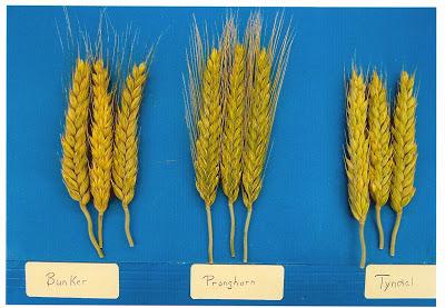 Fede e triticale.