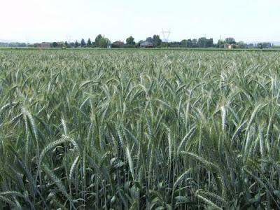 Fede e triticale.