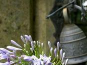 Jardins d’Agapanthe