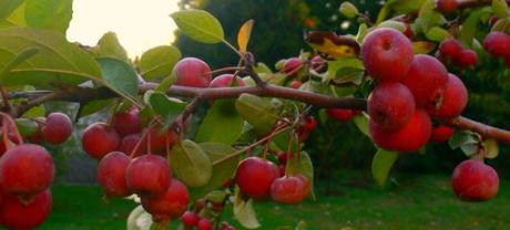 Malus evereste1