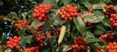 Crataegus x lavallei 'Carrierei'