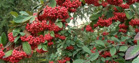 cotoneaster_lacteus_