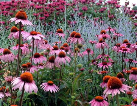 echinacea-purpureamagnus
