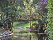 alberi fiori miei viaggi