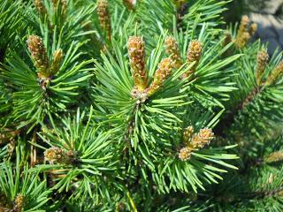 Pino essenza come funziona.Quali sono le controindicazioni.