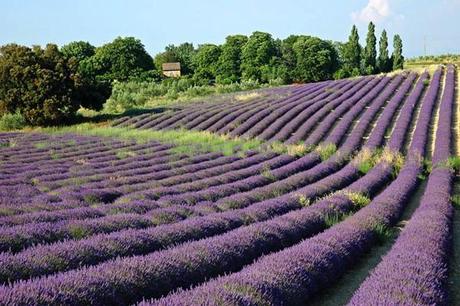 Una splendida bastide a Bonnieux in Provenza