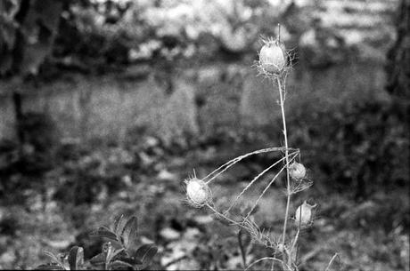 A Bunch of Black and White Every Month - July, August, September, October