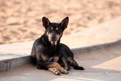 Niente Tares per chi adotta un cane randagio - La Sicilia è la prima a sposare l'iniziativa