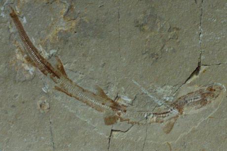 paratriakis_fossil