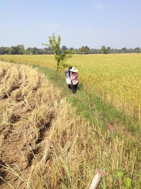 Di generali, colline e agricoltura nella Thailandia del nordest!