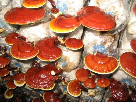 Reishi, il fungo dell’immortalità