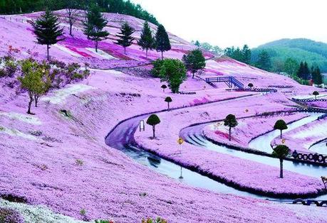 Forografia di Shibazakura Flowers Takinoue Park