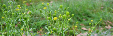 ranunculus scleratus