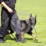 policemedog, cane poliziotto