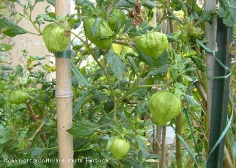 Tomatillo