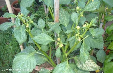 Tomatillo fiorito