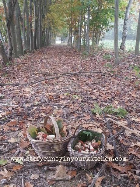 Funghi porcini : foto, racconti e ricette di stefycunsyinyourkitchen