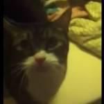 George, il gatto che dice ‘Hello’ (Video)