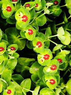 Wallpaper: Euphorbia Martinii