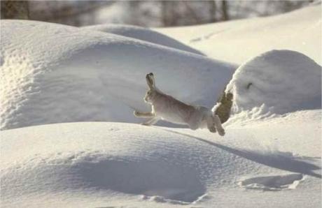 Vacanze in montagna: 10 regole per rispettare gli animali