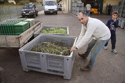 resoconto della raccolta delle olive